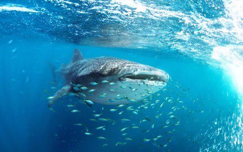 Filipiny z DiscoverAsia Bohol i Cebu (3).jpg